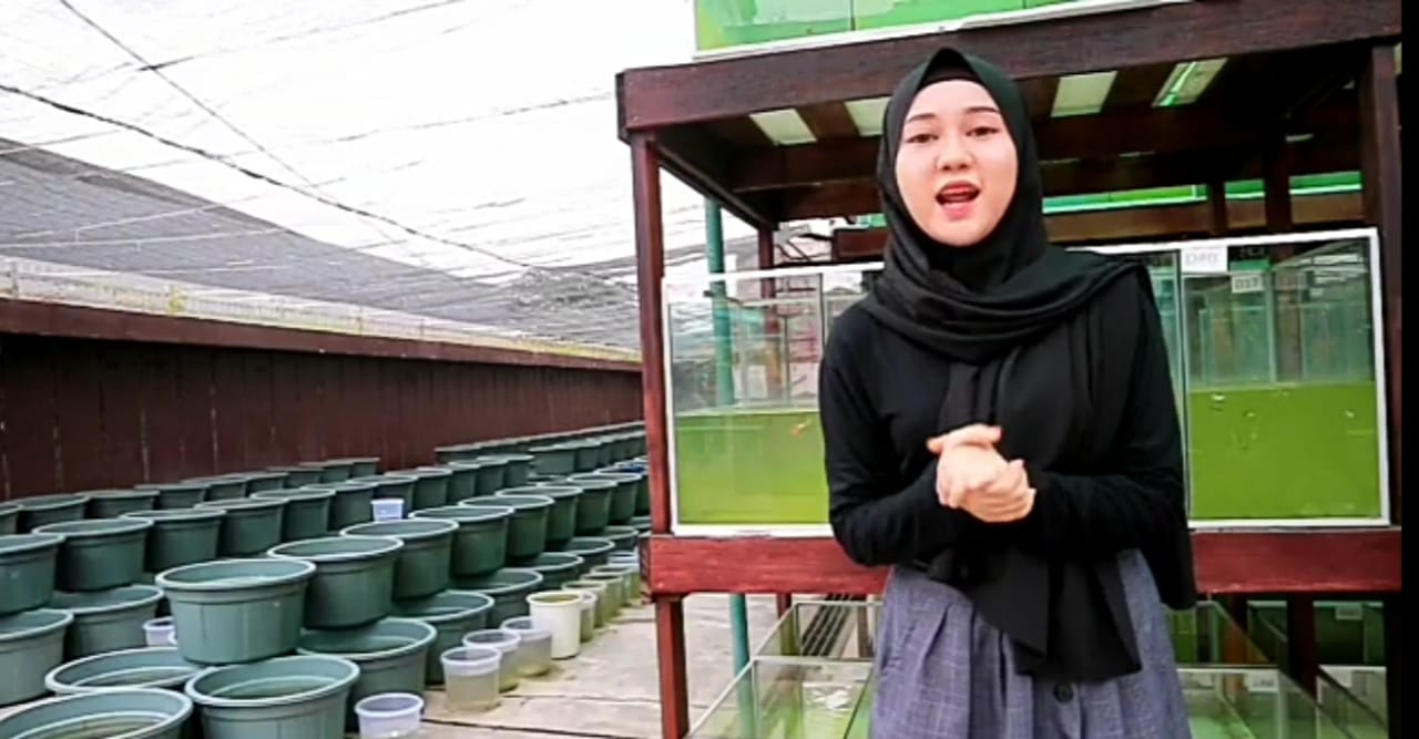 UMKM di Jambi Ini Dalam Satu Bulan Mampu Menghasilkan 28 Ribu Ikan Guppy, Pemasaran Hingga Eropa