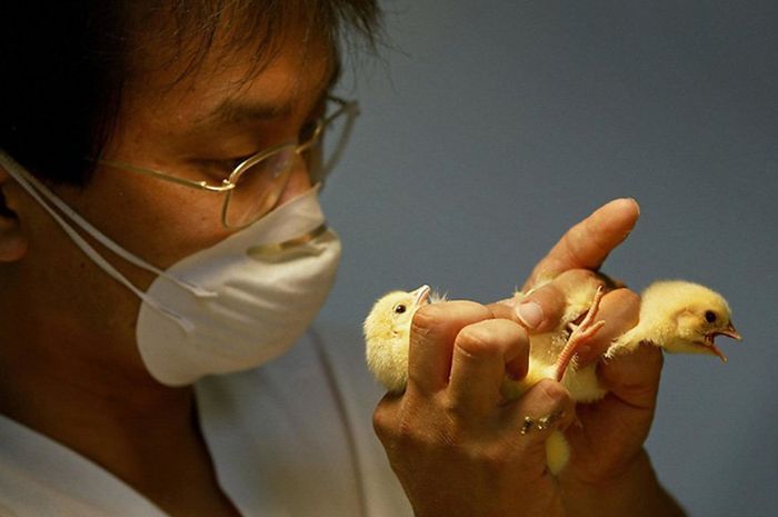 5 Pekerjaan Aneh ini Ternyata Ada di Dunia: Satu Diantaranya Cuma Ngecekin Kelamin Anak Ayam