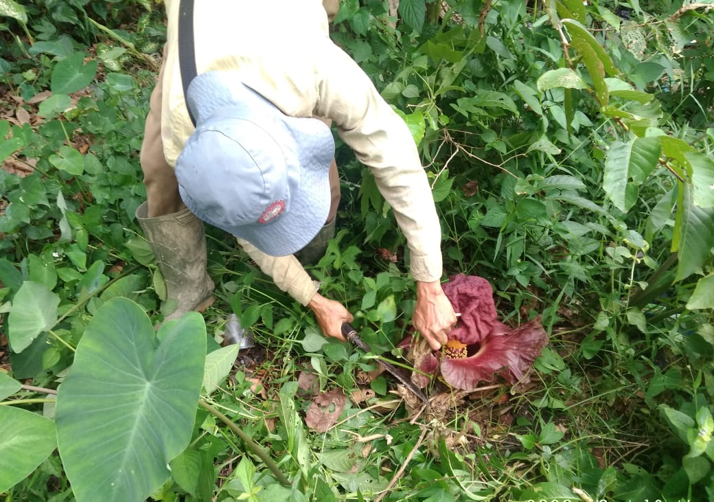 penampakan-bunga-bangkai-di-kebun-pisang-warga-sekernan-muaro-jambi.jpg