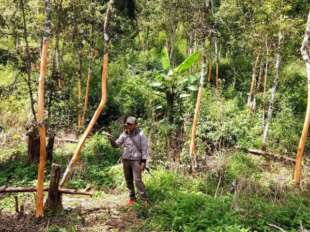 Petani Casiavera di Kerinci Waswas, Dua Minggu Terakhir Kebun Mereka Disatroni Pencuri