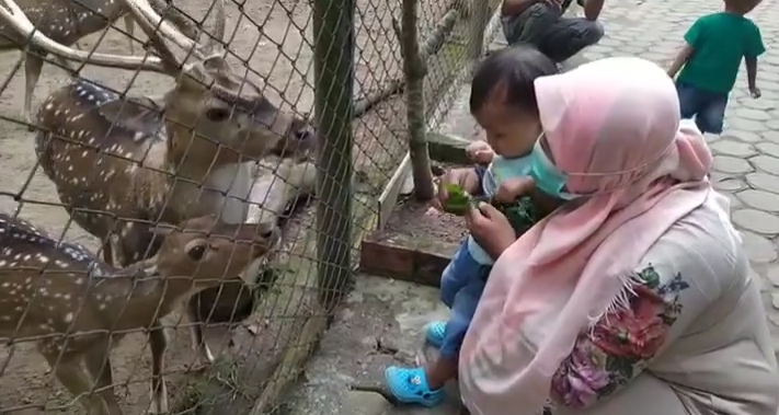 pengunjung-memberi-makan-rusa-di-taman-rimba-zoo-kota-jambi.jpg