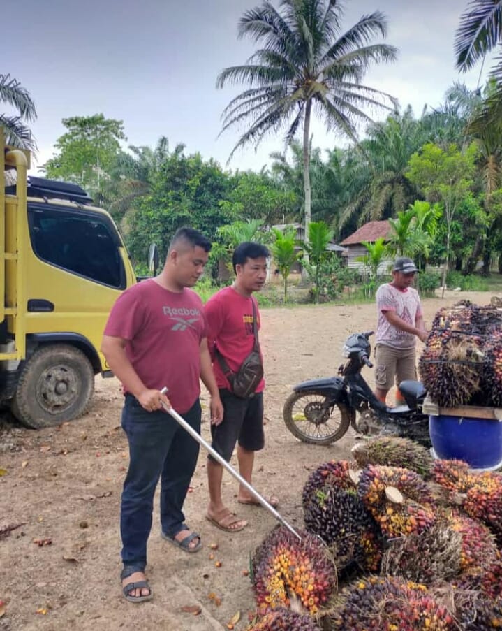 Toni Resah Warga Terus Memanen Sawit Sementara Lahan Masih Berpolemik