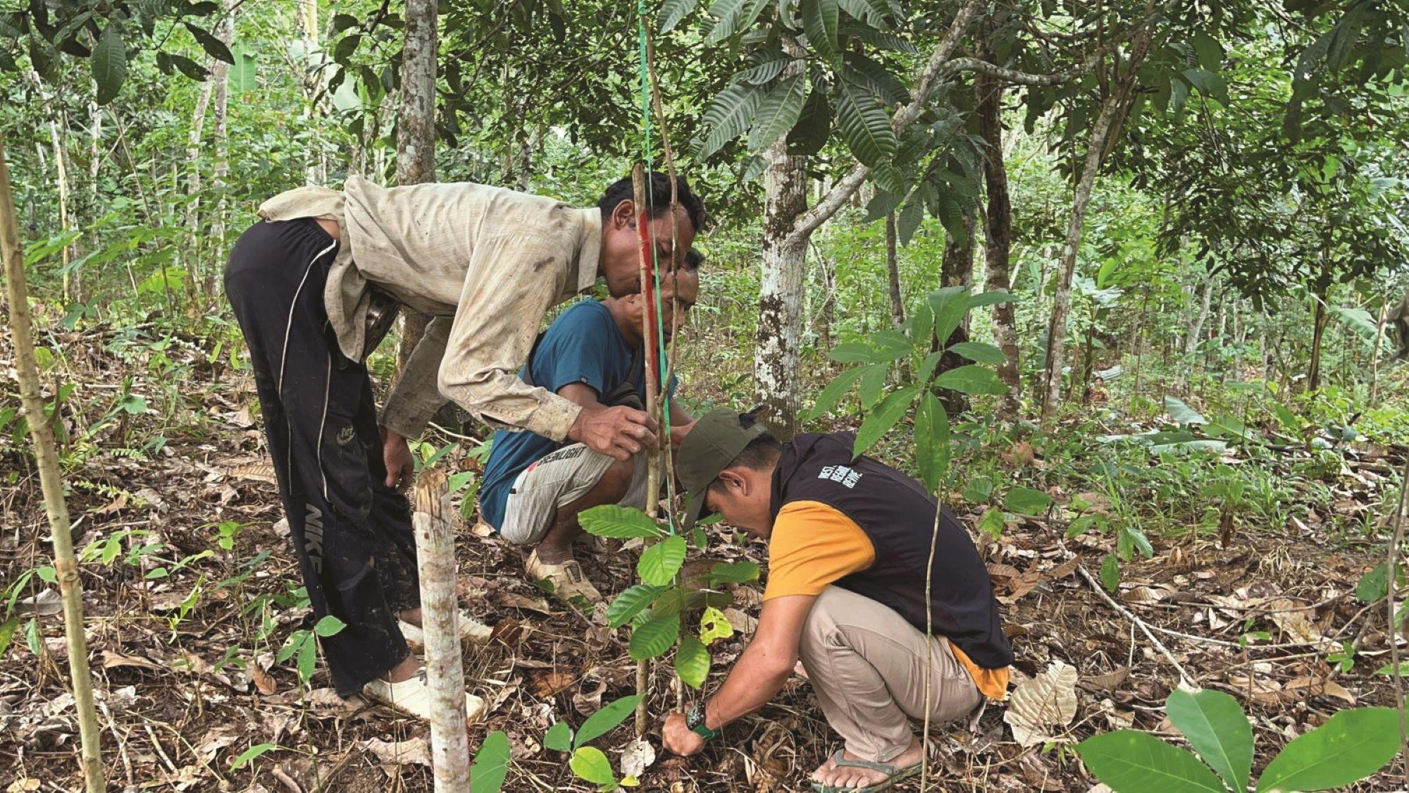 petani-di-tebo-gajah.jpg