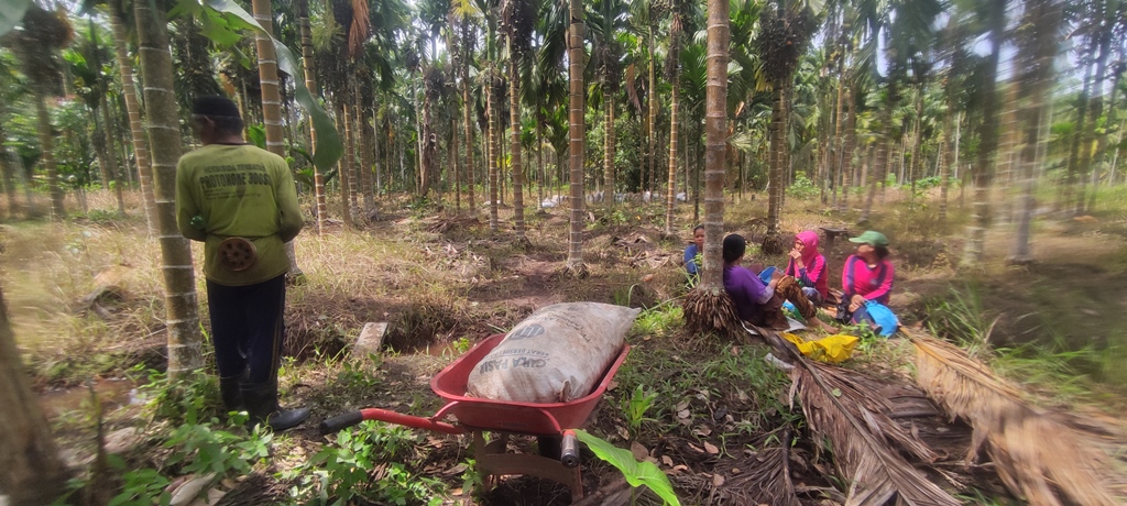 Mengais Pundi Rezeki dari Anjloknya Harga Jual Pinang di Tanjab Timur