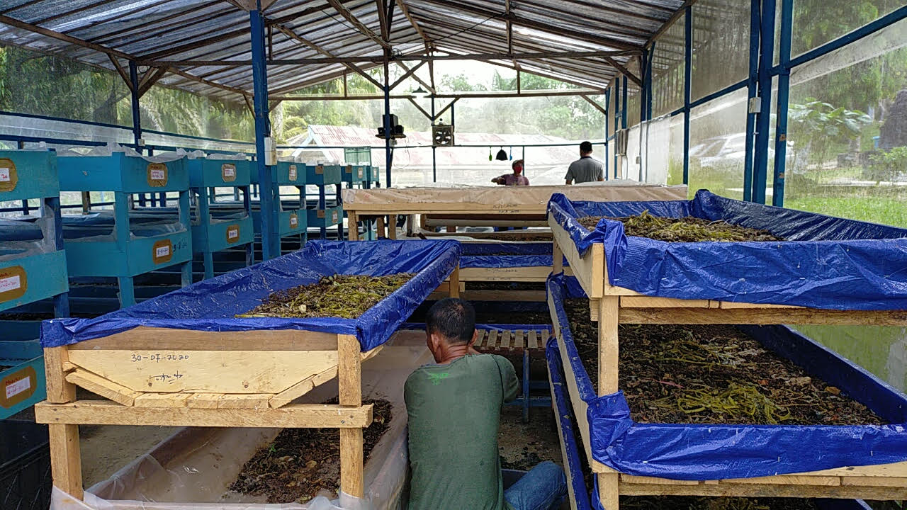 Gurihnya Usaha Ulat Maggot, Petani Bisa Untung Berlipat Ganda, Jutaan Rupiah per Hari