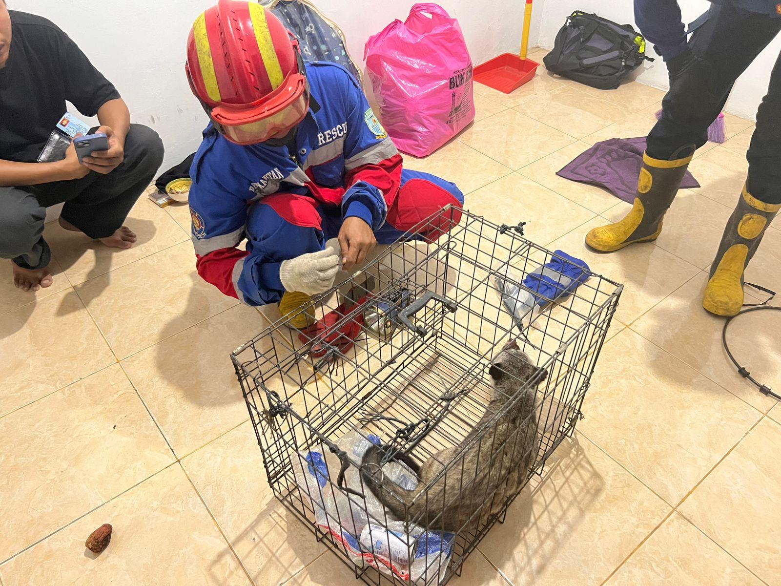 petugas-damkar-kota-jambi-evakuasi-musang.jpg