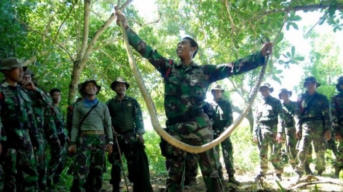 Ular Piton Pemangsa Petani Jadi Makanan Mewah Bagi Prajurit TNI