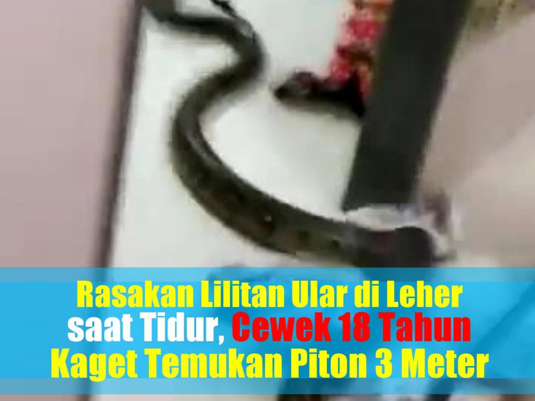rasakan-lilitan-ular-di-leher-saat-tidur-cewek-18-tahun-kaget-temukan-piton-3-meter.jpg