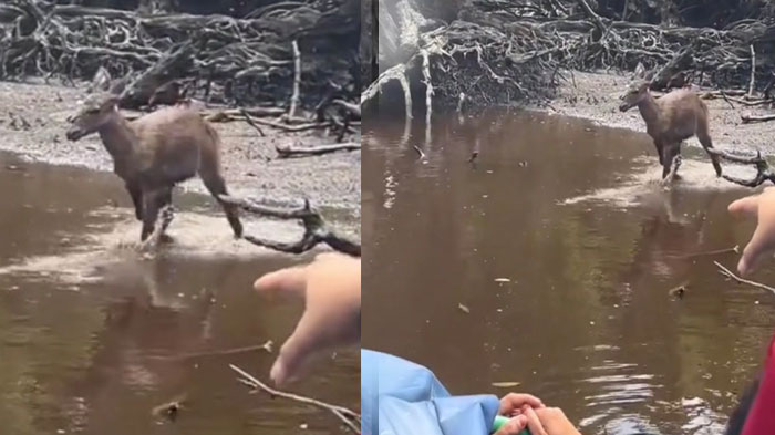Wanita Berkerudung Merah Panggil Jang, Jang Jang, Sini Jang