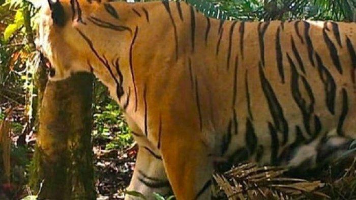 salah-satu-individu-baru-harimau-sumatera.jpg