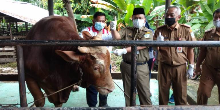 Tips Aman Merayakan Hari Raya Idul Adha Saat Pandemi Covid-19, Hewan Kurban Disembelih di RPH