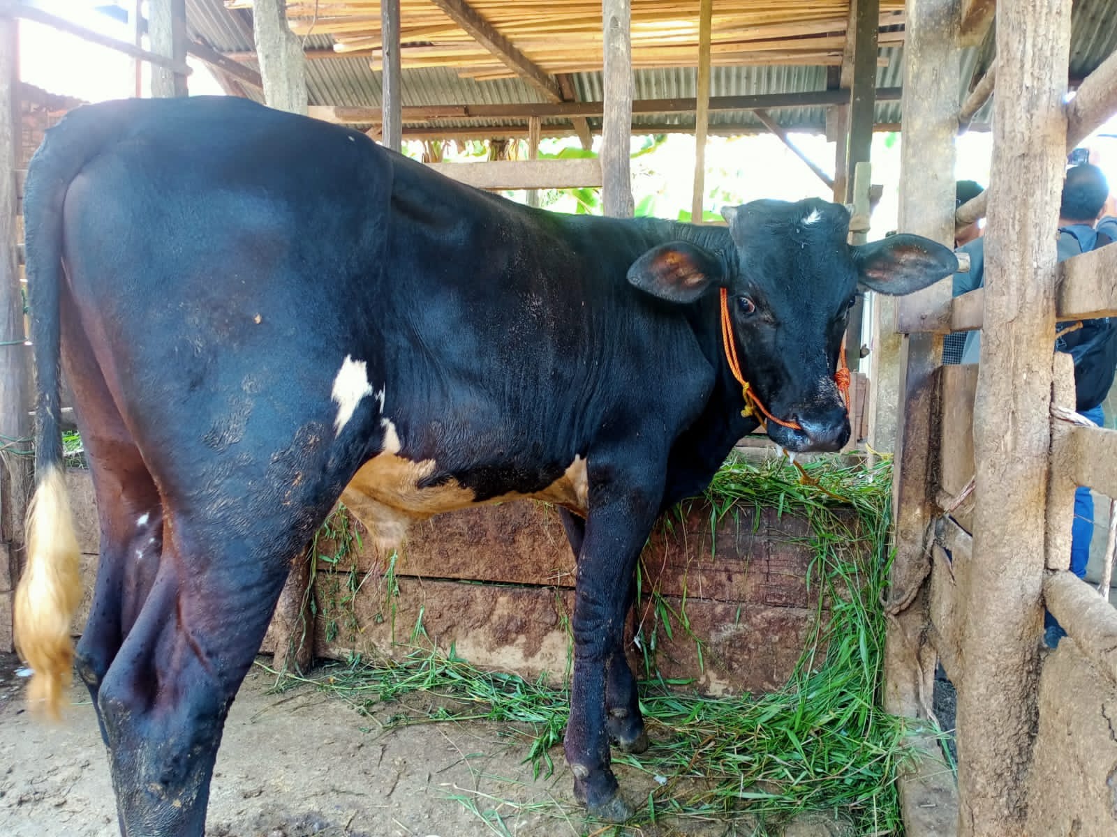 sapi-pasar-ternak-muaro-bulan-010622.jpg