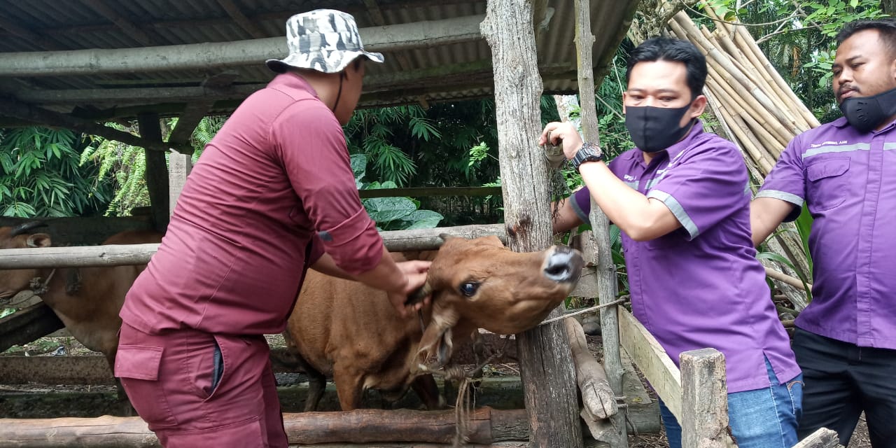 Ditemukan 2 Kasus PMK, Disnakan Sarolangun Rencanakan Bentuk Satgas