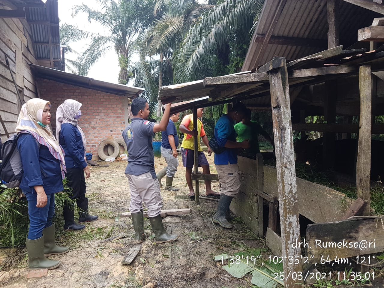 BREAKING NEWS 80 Sapi Bali di Air Hitam Sarolangun Terpapar Virus Jembrana, 45 Mati Bangkai