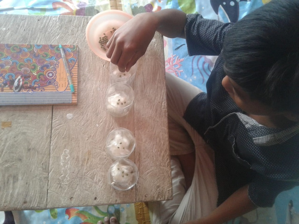 Pembelajaran Masa Pandemi, Amati Proses Tumbuh Kacang Hijau Lewat Daring