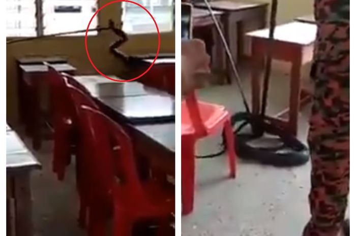 Kelamaan Libur Sekolah, Kelas Malah Dimasuki Banyak Ular, Bersarang di Laci Pelajar