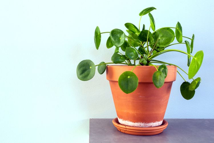 Cara Membeli Tanaman Secara Online, Bayar Lebih Mahal untuk Pengiriman Lebih Cepat