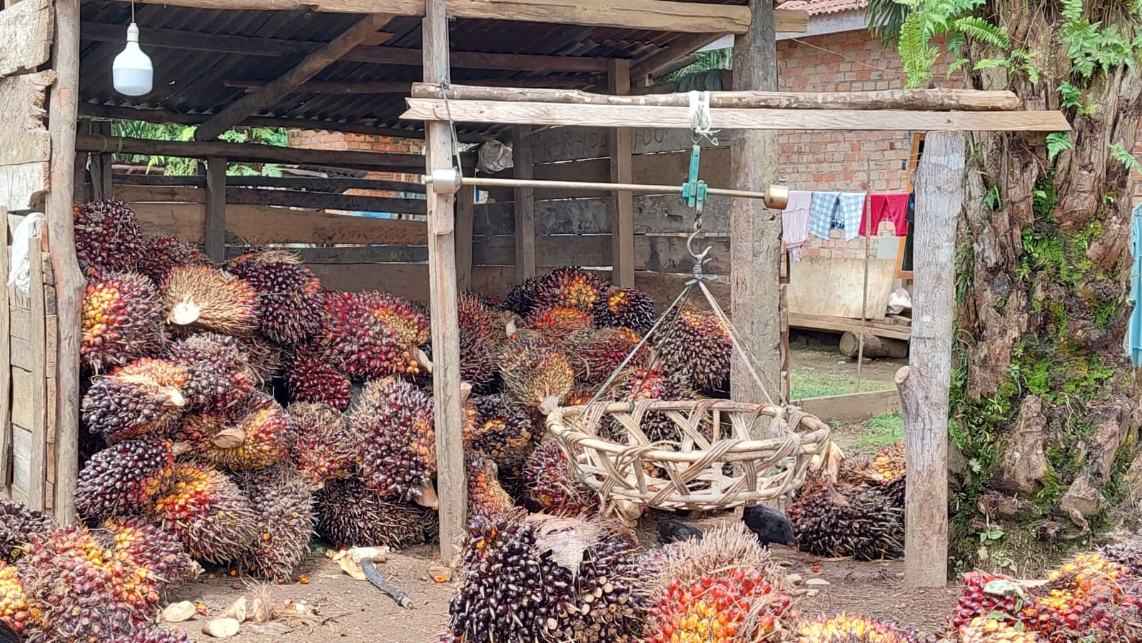Cerita Sedih Sari Mustifah Sudah Seminggu Tidak Bisa Lagi Menjual TBS Sawit
