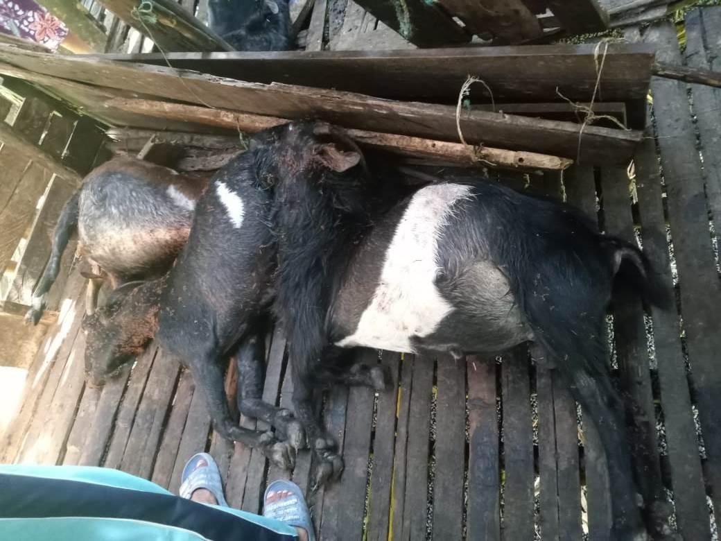 Harimau Mangsa Kambing Warga Tanjabtim, Polisi Lihat Jejak Kakinya Saat Datangi Lokasi