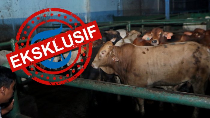 Beredar Tiap Hari! di Medan Ada Pedagang Nakal Jual 5,6 Ton Daging Tak Halal, Ini Perhitungannya