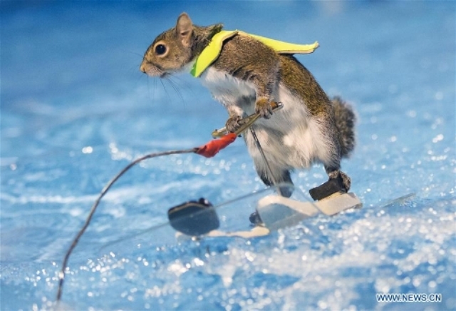 Niatnya Mau Nolong Tupai, Eh Tapi Malah Kaget Tupainya Mendekat Dan Memanjat Tubuh Wanita Ini