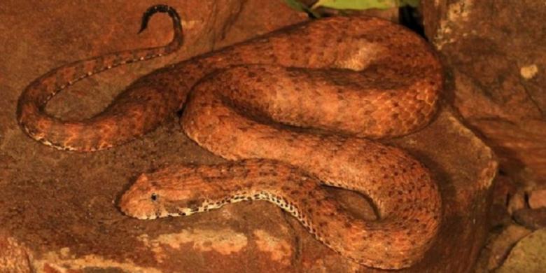 Ada Spesies Paling Mematikan di Pulau Ini, Daging Manusia Bisa Meleleh Karena Racunnya