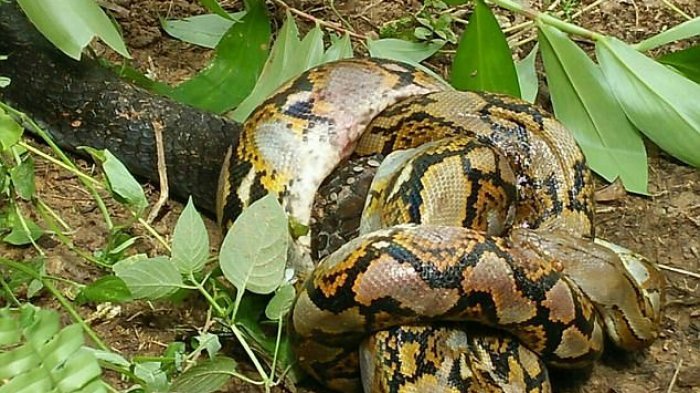 Begini Jadinya Saat King Kobra dan Piton Bertarung, Akhirnya Menjadi Seperti Ini