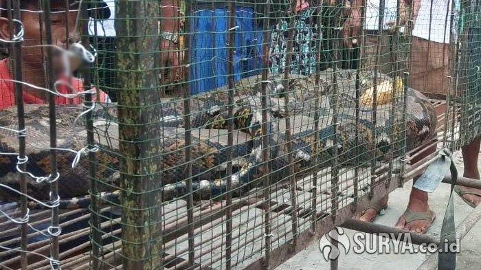 Heboh, Warga di Lamongan Ramai-ramai Tangkap Ular Piton 5 Meter, dengan Alat Seadanya