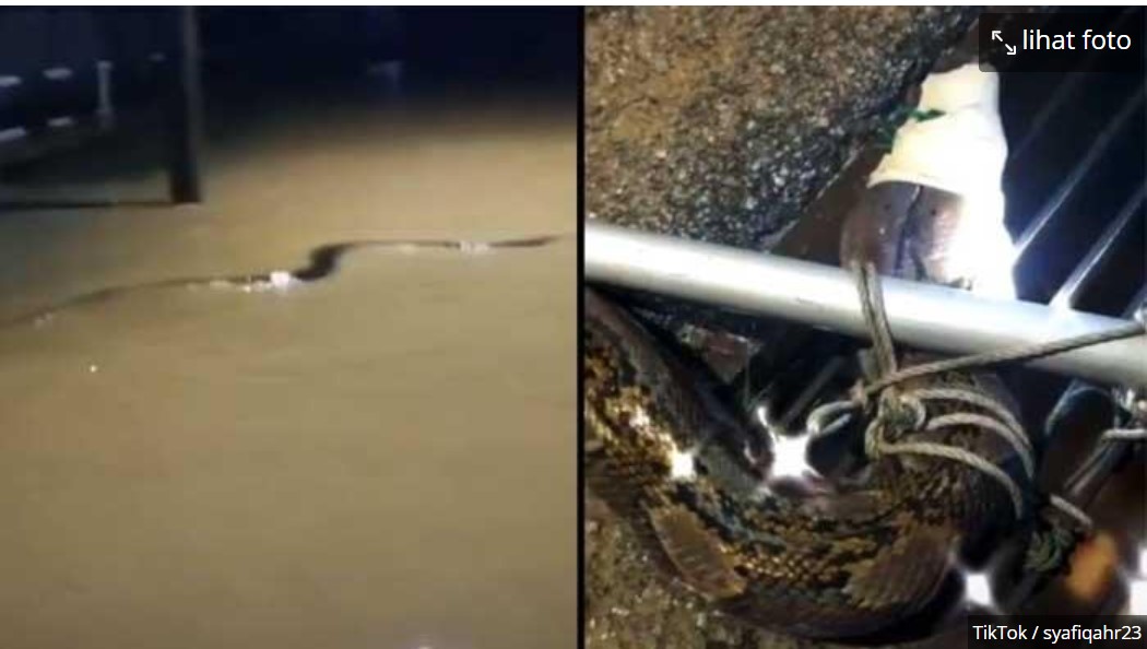 Ular Piton Raksasa Muncul Saat Banjir, Warga Bertindak Cepat Menangkapnya