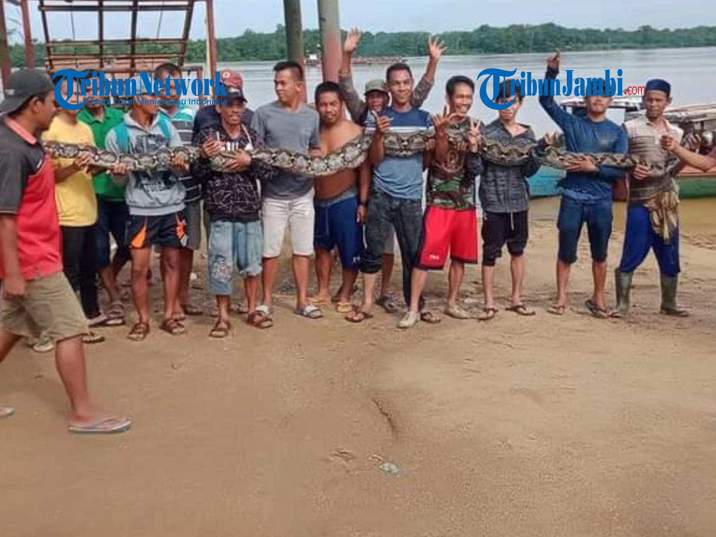 Mangsa Dua Kambing Sekaligus, Ular Piton 7 Meter Diduga dari Seberang Sungai Batanghari