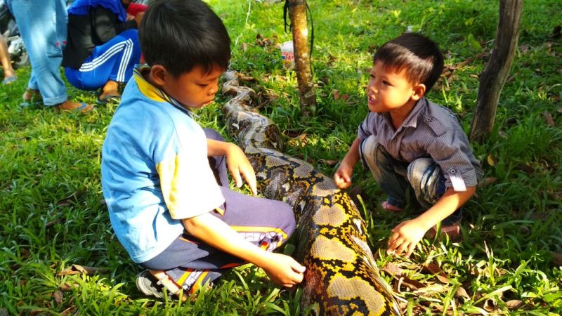 Viral Video Kepala Pria Digigit Ular Piton, Awalnya Tiup-tiup Kepala Ular