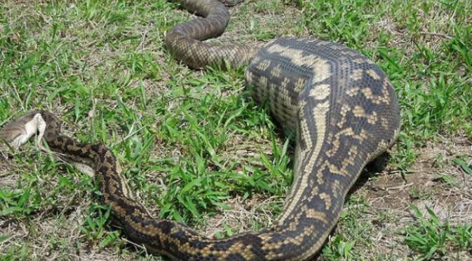 Kisah Amad Pemburu Ular Piton, Pernah Tangkap Piton 15 Meter dengan Perut Besar, Ternyata Isinya