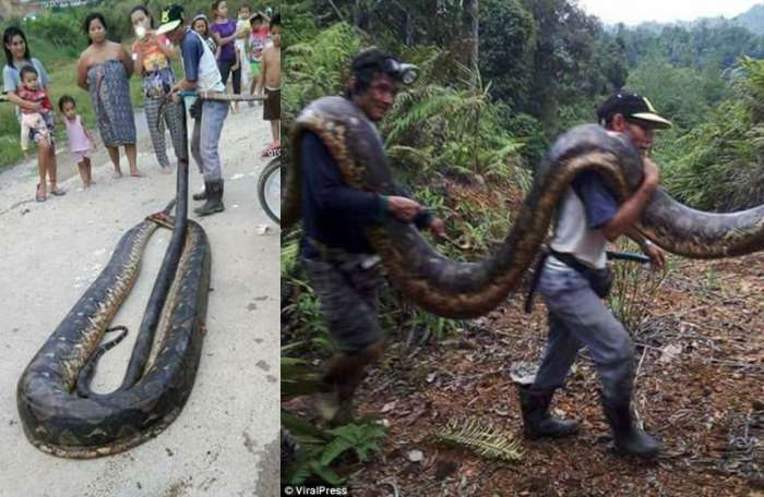 ular-python-ditemukan-warga-malaysia-di-dalam-batang-pohon-dailymail_20180213_111558.jpg