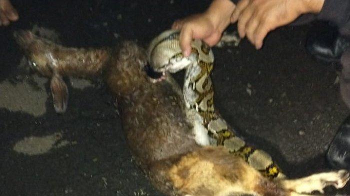 Warga Palmerah Kaget, Ular Besar Sepanjang 5 Meter Kepergok Makan Kambing
