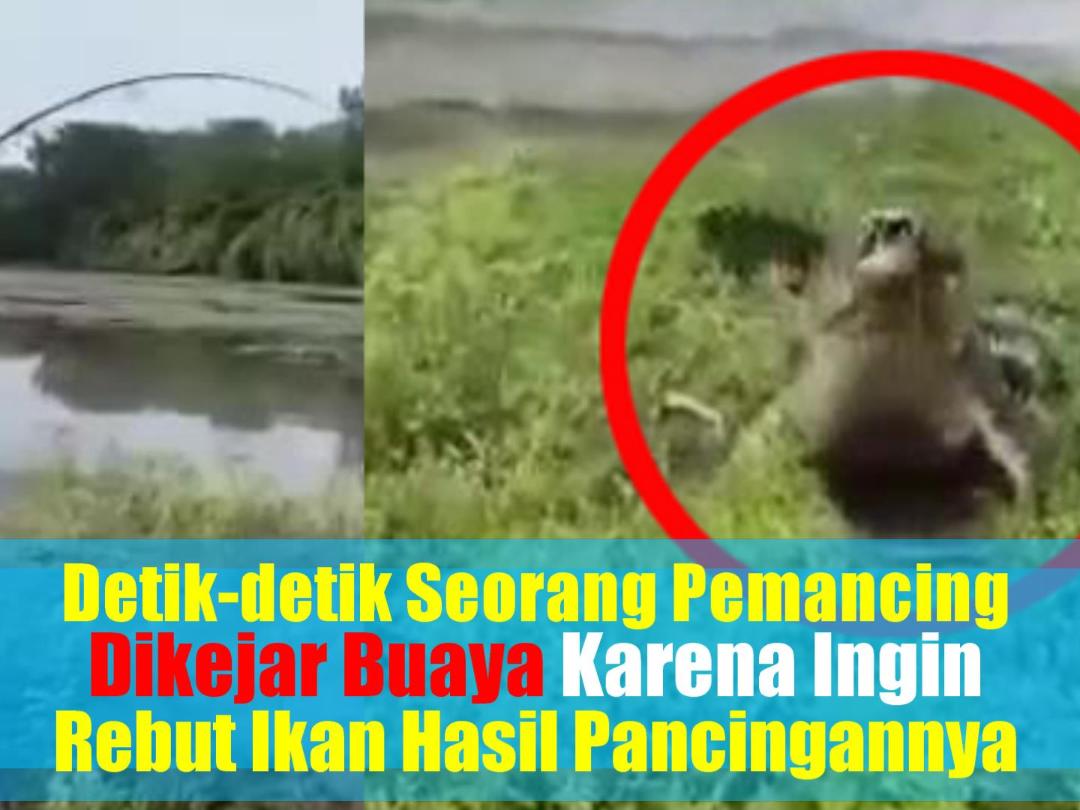 video-detik-detik-seorang-pemancing-dikejar-buaya-karena-ingin-rebut-ikan-hasil-pancingannya.jpg