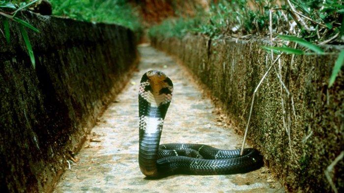 Tiap Bagian Mempunyai Arti Berbeda-beda, Berikut Adalah Arti Mimpi Digigit Ular