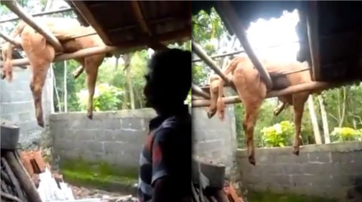 Viral Video Sapi Nangkring di Atap Rumah, Disebut Kaget Saat Erupsi Merapi, Ramai Dikomen Netizen