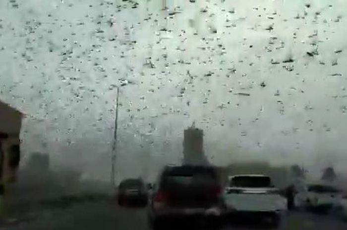 Ada Wabah Baru Bernama Locust-19 yang Menyerang Afrika saat Dunia Masih Berjibaku Hadapi Covid-19