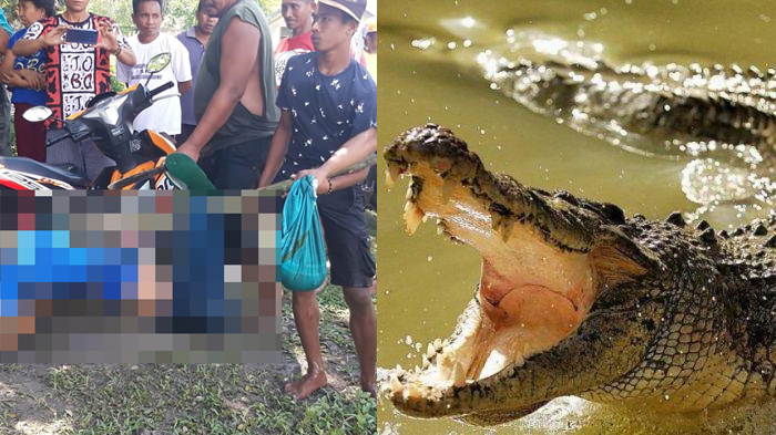 KAKEK 72 Tahun Bertarung Hidup Mati dengan Buaya, Sang Kakek Selamat Setelah Menusuk Mata Buaya