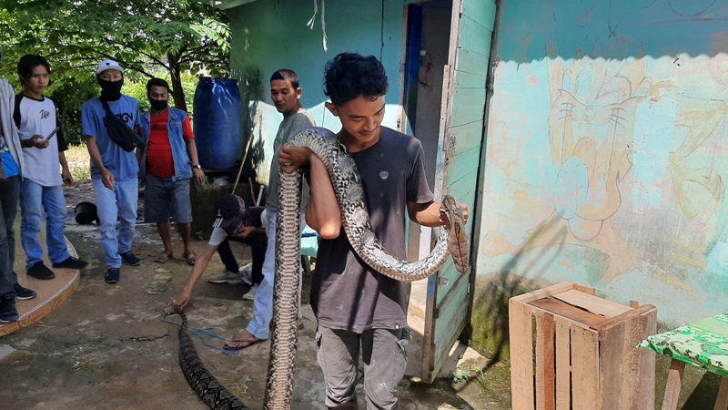 Ular Piton 4 Meter vs Kucing di Batanghari, Yusuf Bantu Gigit Buntut Ular Supaya Kucing Selamat