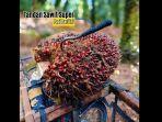 05072025-buah-sawit.jpg