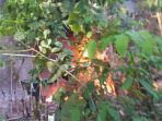 050825018_sumur-minyak_20180805_222256.jpg