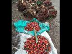 06012025-kelapa-sawit.jpg