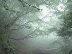 07062018_aokigahara_20180607_150651.jpg