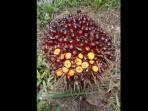 07082025-kelapa-saiwt.jpg