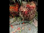 12092025-kelapa-sawit.jpg