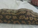15072018_piton_20180715_223930.jpg