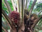 18072025-kelapa-sawit.jpg