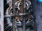 20220628_harimau-sumatera.jpg