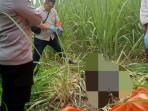 20251028-Ilustrasi-penemuan-jasad-di-kebun-tebu.jpg